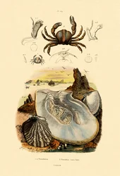 Erbsenkrabbe